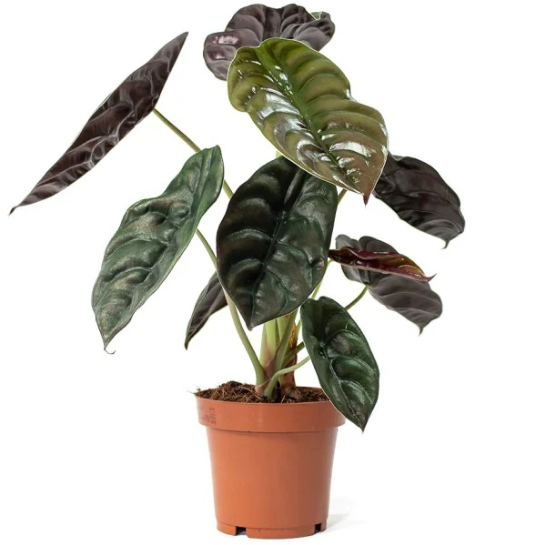 Alocasia Red Secret ,Elephant Ear - Image 2