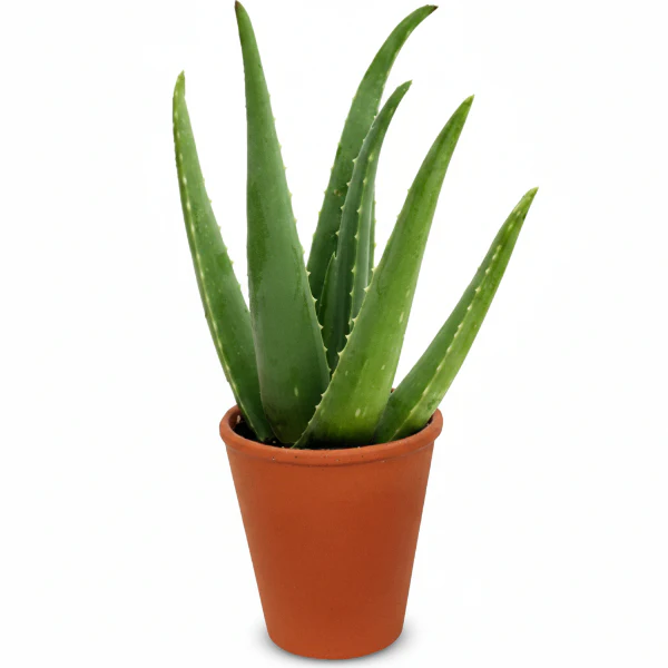 Aloe Vera, Medicina Aloe, Indoor - Image 3