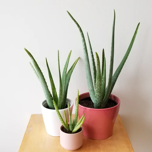 Aloe Vera, Medicina Aloe, Indoor - Image 4