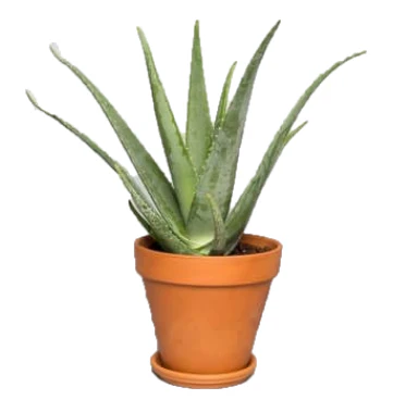 Aloe Vera, Medicina Aloe, Indoor - Image 5