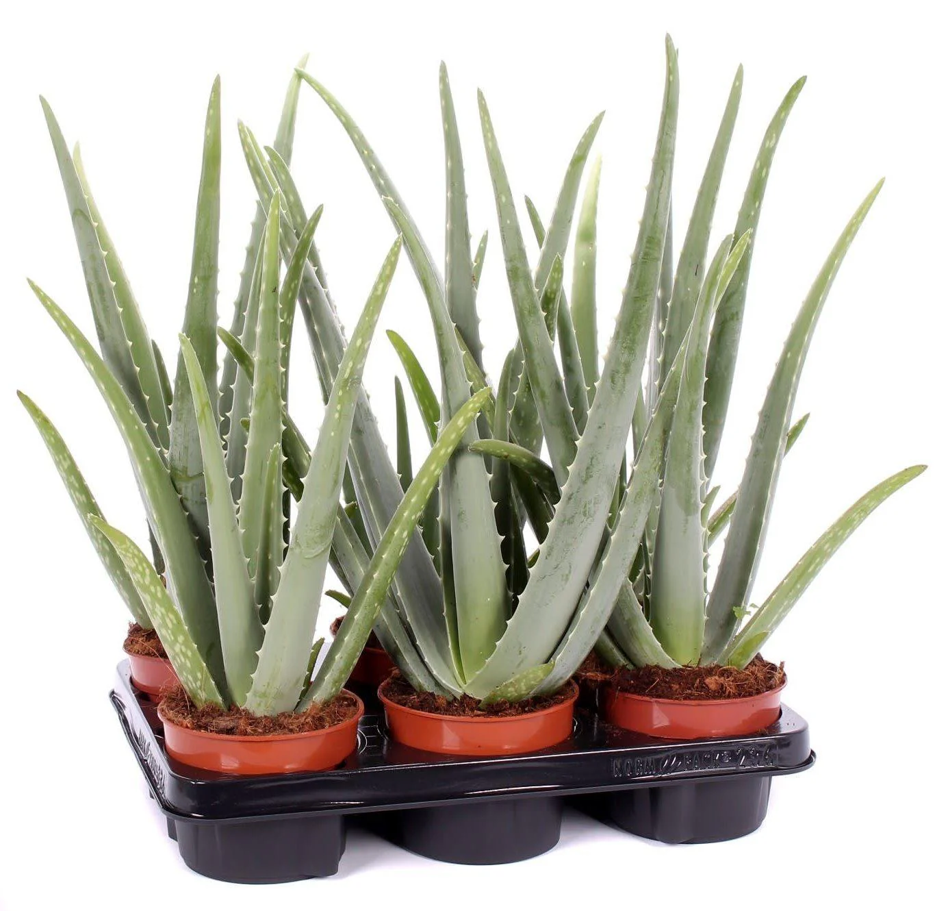 Aloe Vera, Medicina Aloe, Indoor - Image 6