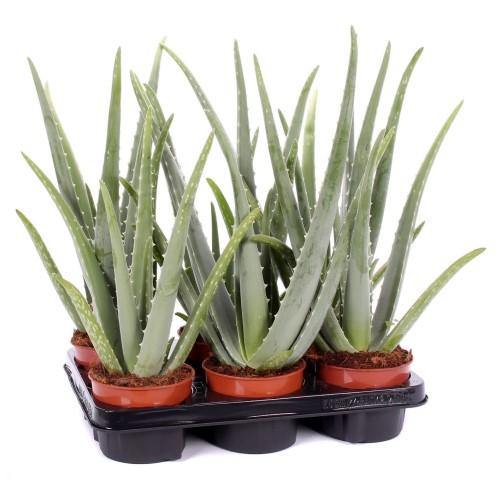 Aloe Vera, Medicina Aloe, Savila, Outdoor - Image 3