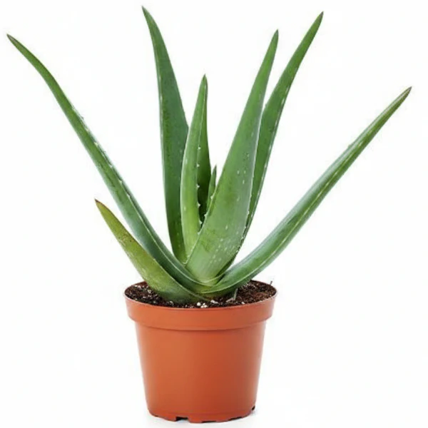 Aloe Vera, Medicina Aloe, Savila, Outdoor - Image 4
