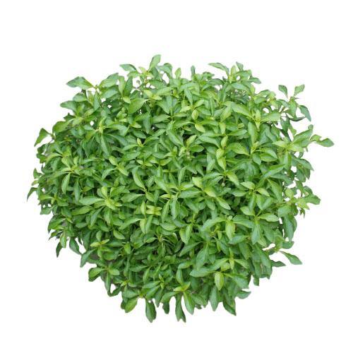 Alternanthera Ficoidea, Gold (small) - Image 3