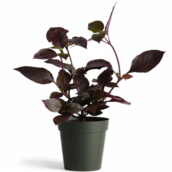 Alternanthera, Purple Knight (small) - Image 3