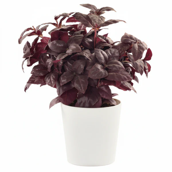 Alternanthera, Purple Knight (small) - Image 4