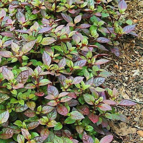 Alternanthera Red, Red Sessile, Joyweed (small) - Image 3