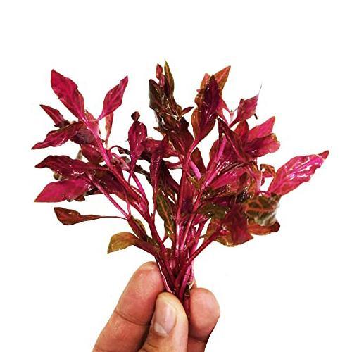 Alternanthera Red, Red Sessile, Joyweed (small) - Image 4