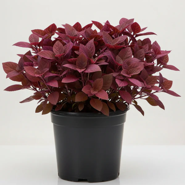 Alternanthera Red, Red Sessile, Joyweed (small) - Image 5