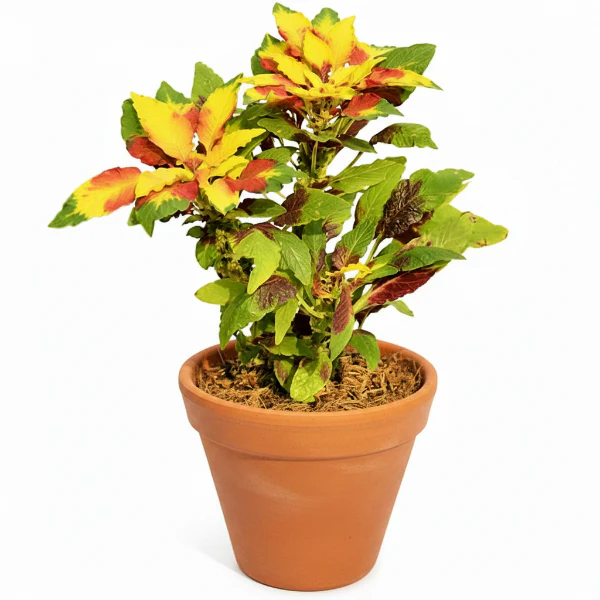 Amaranthus Tricolor
