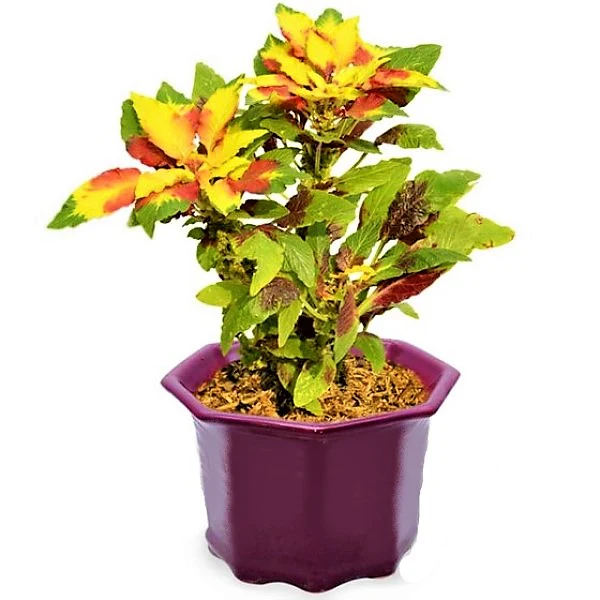 Amaranthus Tricolor - Image 2