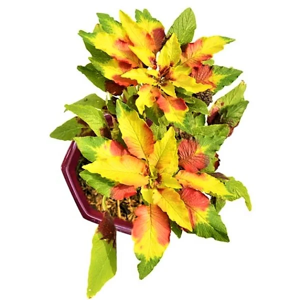 Amaranthus Tricolor - Image 3