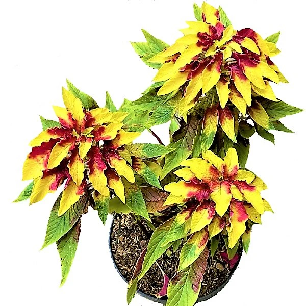 Amaranthus Tricolor - Image 4