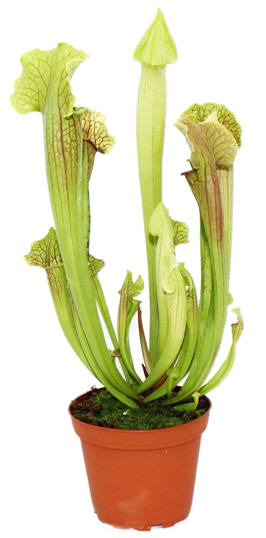 American Pitchers , Sarracenia - Image 3