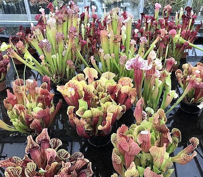 American Pitchers , Sarracenia - Image 4
