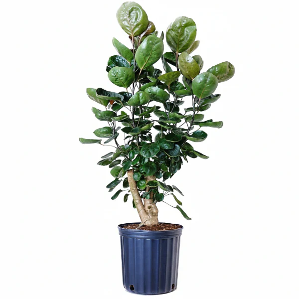 Aralia Fabian, Polyscias Fabian