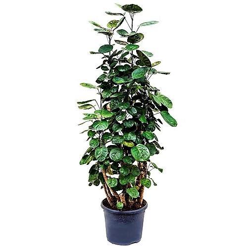 Aralia Fabian, Polyscias Fabian - Image 2