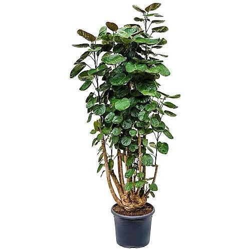 Aralia Fabian, Polyscias Fabian - Image 3