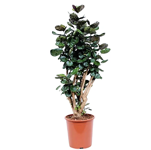Aralia Fabian, Polyscias Fabian - Image 4