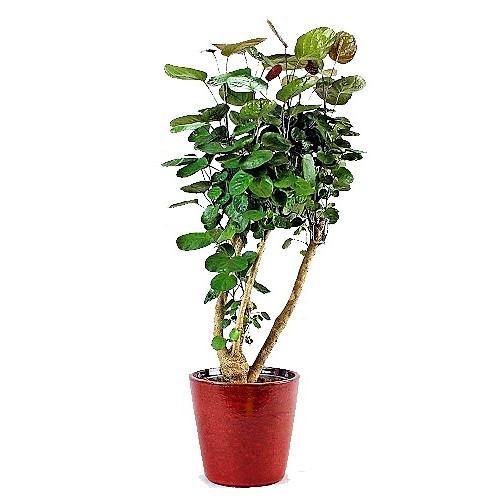 Aralia Fabian, Polyscias Fabian - Image 5