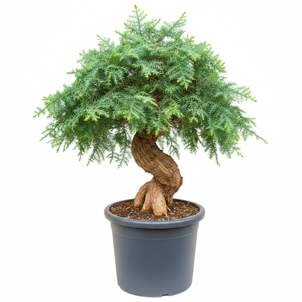 Araucaria Bonsai Decor