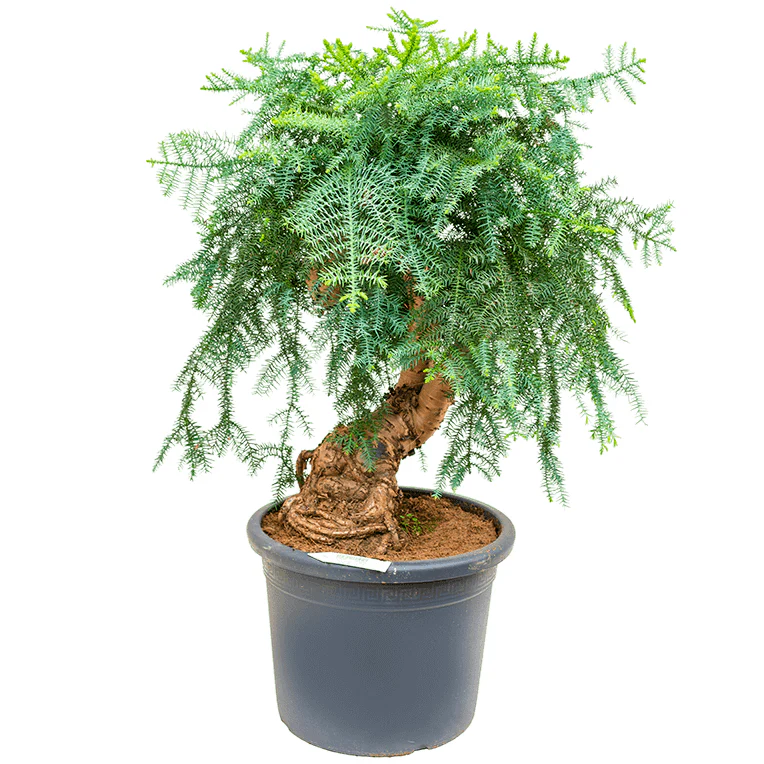 Araucaria Bonsai Decor - Image 2