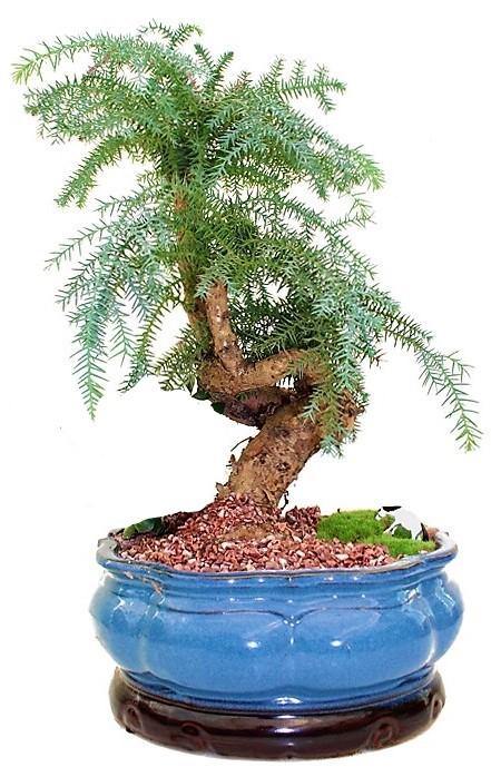 Araucaria Bonsai Decor - Image 3