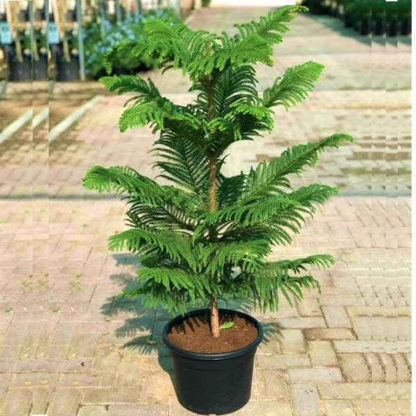 Araucaria heterophylla, Norfolk Island Pine, Indoor - Image 2