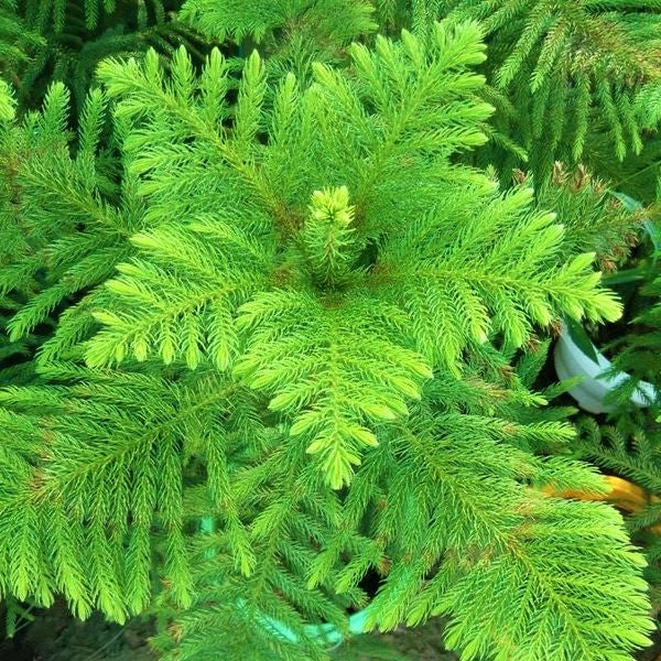 Araucaria heterophylla, Norfolk Island Pine, Indoor - Image 3