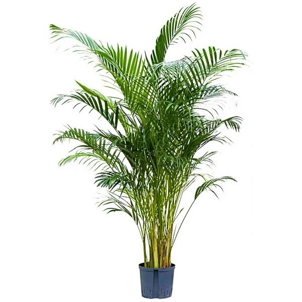 Areca Palm, Chrysalidocarpus lutescens (Indoor) - Image 3
