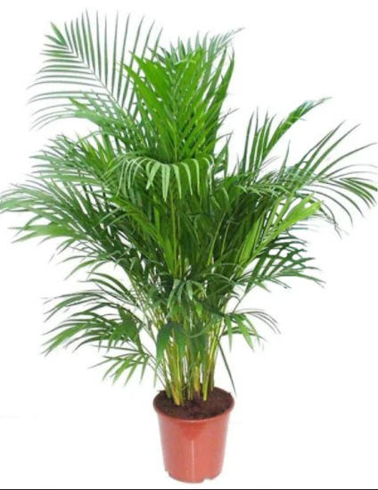 Areca Palm, Chrysalidocarpus lutescens (Indoor) - Image 4