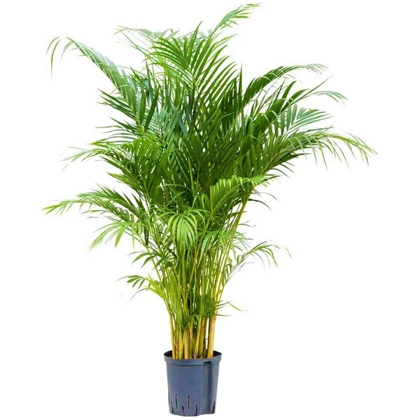 Areca Palm, Chrysalidocarpus lutescens (Indoor) - Image 5