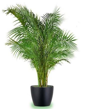 Areca Palm, Chrysalidocarpus lutescens (Indoor) - Image 6