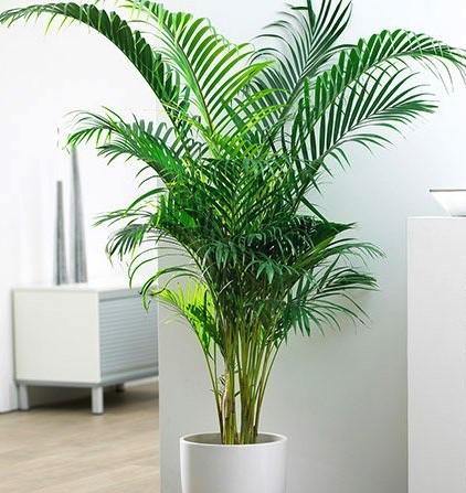 Areca Palm, Chrysalidocarpus lutescens (Indoor) - Image 7