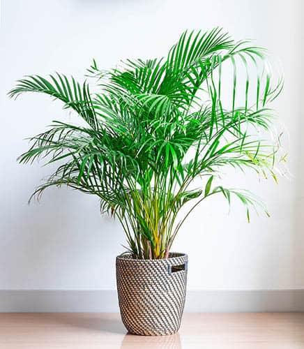 Areca Palm, Chrysalidocarpus lutescens (Indoor) - Image 8