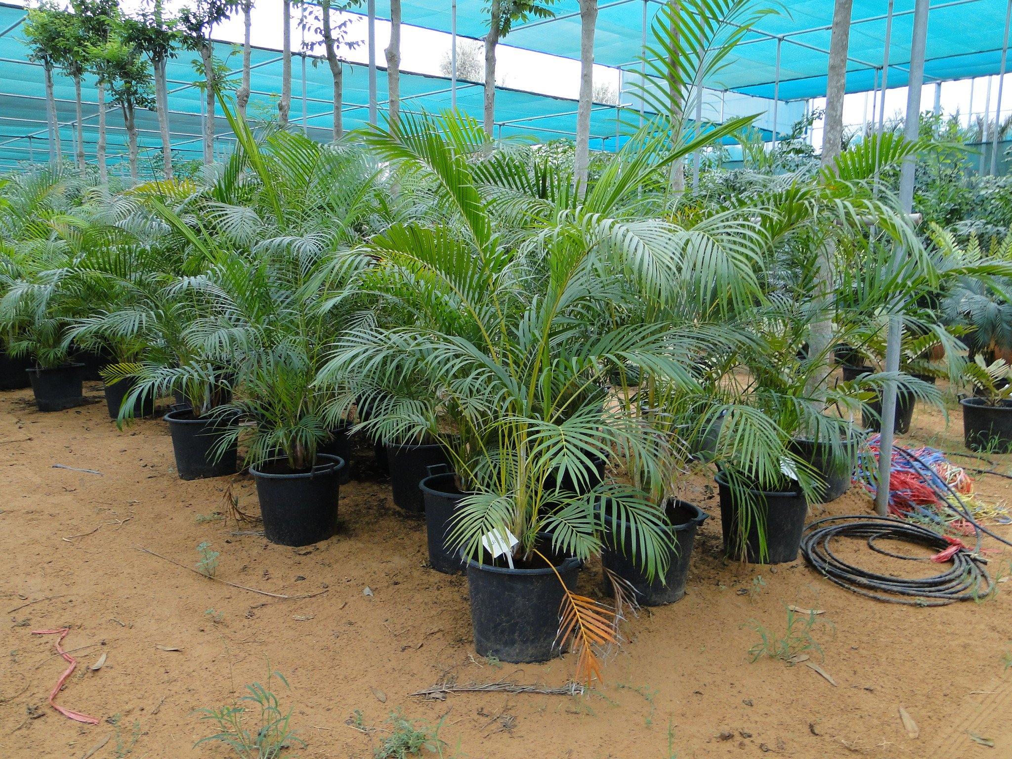 Areca Palm, Chrysalidocarpus lutescens (Indoor) - Image 9