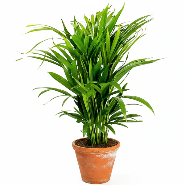 Areca Small, Butterfly Palm , Cane Palm