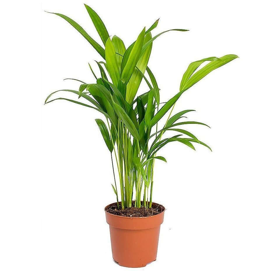 Areca Small, Butterfly Palm , Cane Palm - Image 2