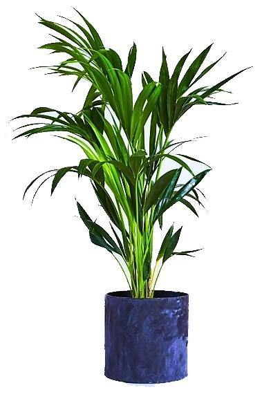 Areca Small, Butterfly Palm , Cane Palm - Image 3