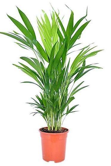 Areca Small, Butterfly Palm , Cane Palm - Image 4