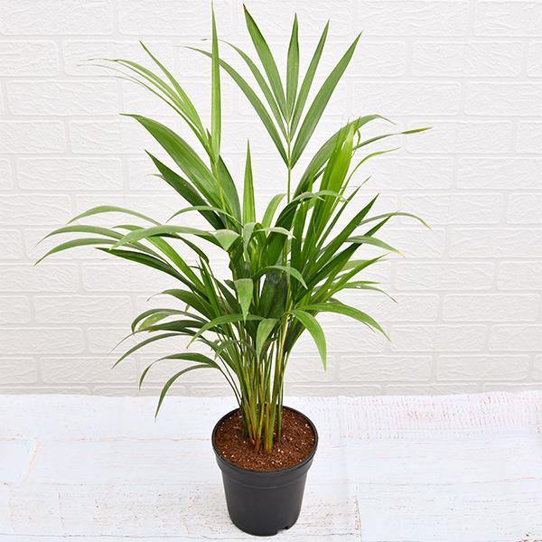 Areca Small, Butterfly Palm , Cane Palm - Image 5