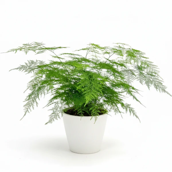 Asparagus Fern - Image 4