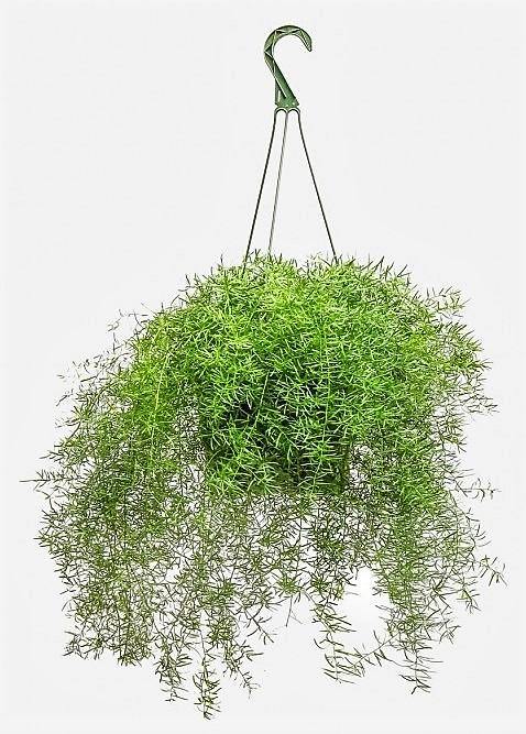 Asparagus Hanging - Image 3