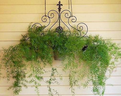 Asparagus Hanging - Image 4