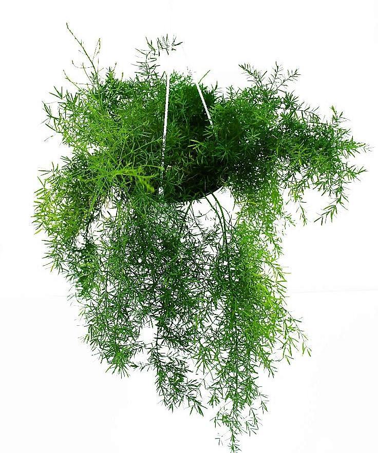 Asparagus Hanging - Image 5