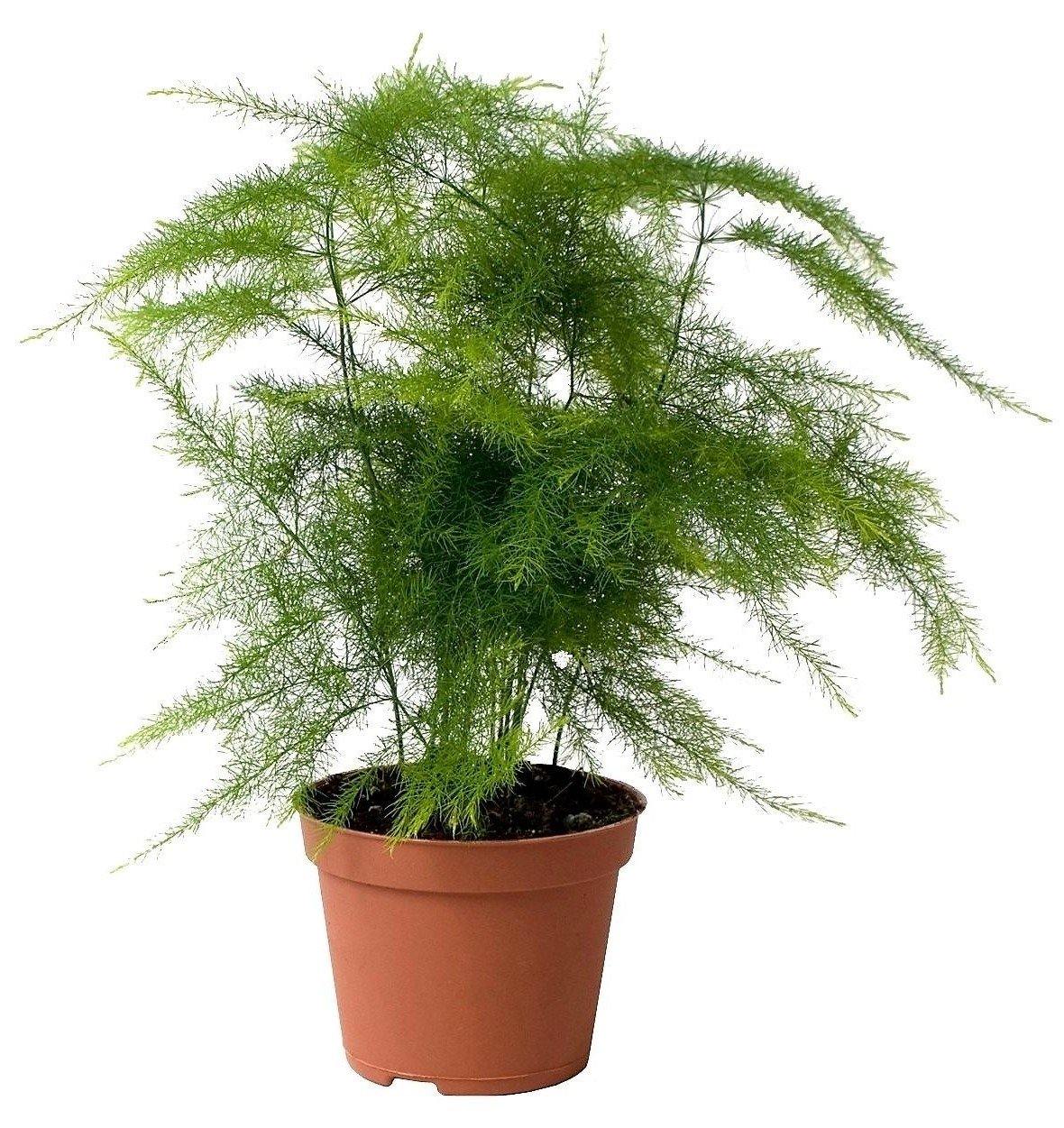 Asparagus Setaceus - Image 3