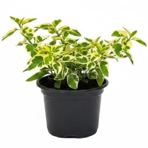 Asystasia Gangetica, Chinese Violet