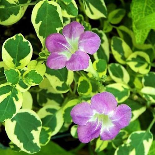 Asystasia Gangetica, Chinese Violet - Image 2
