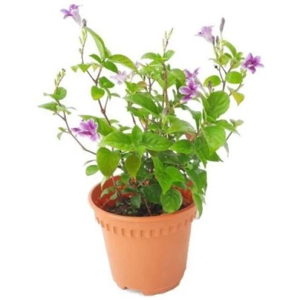 Asystasia Gangetica, Chinese Violet - Image 5