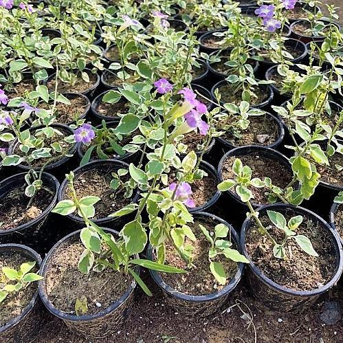 Asystasia Gangetica, Chinese Violet - Image 6